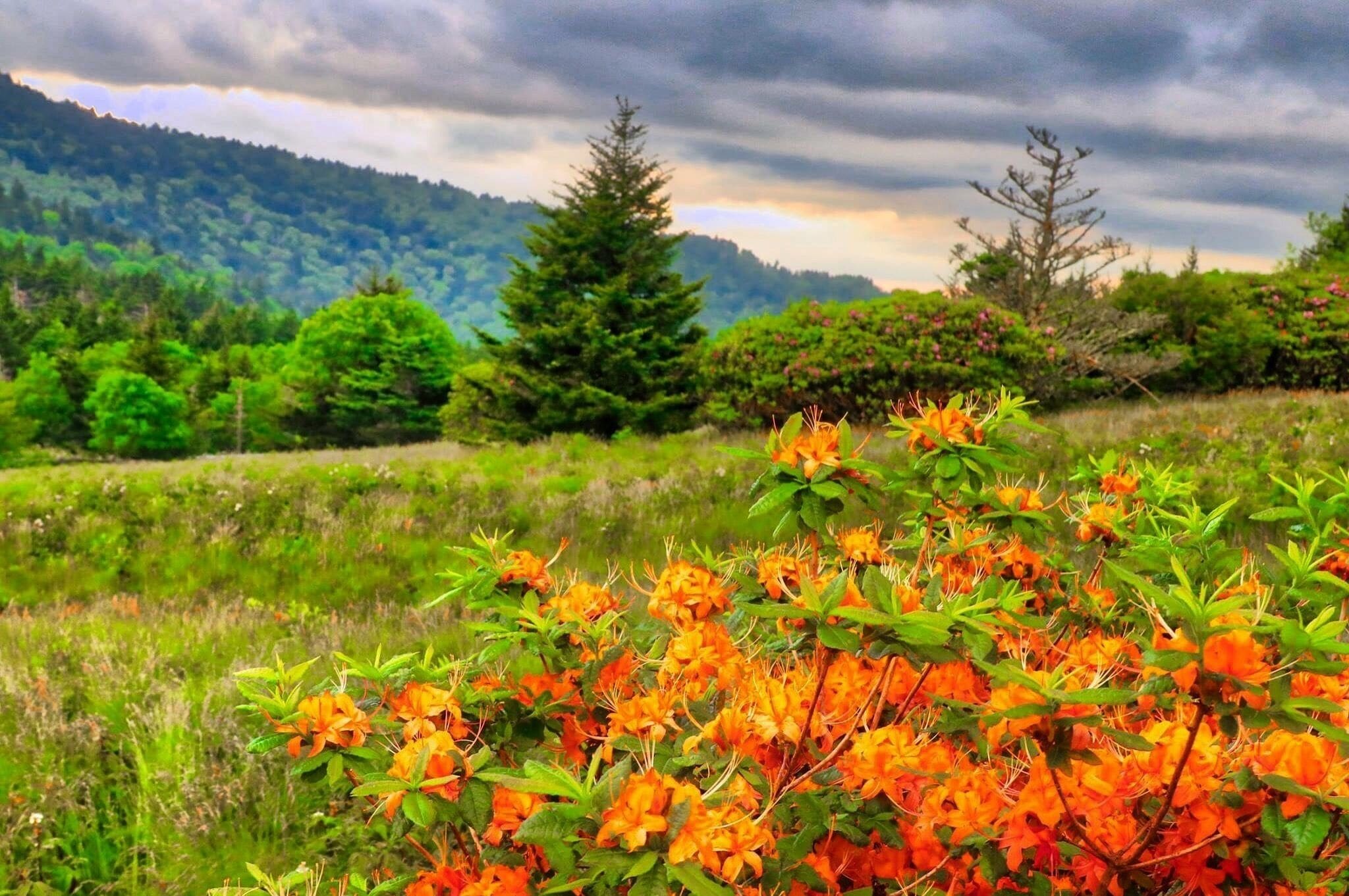 A field of orange flowers with a forested mountain in the background.