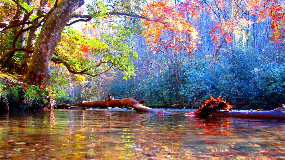 Ein Fluss mit einem umgestürzten Baum und einem Kanu.