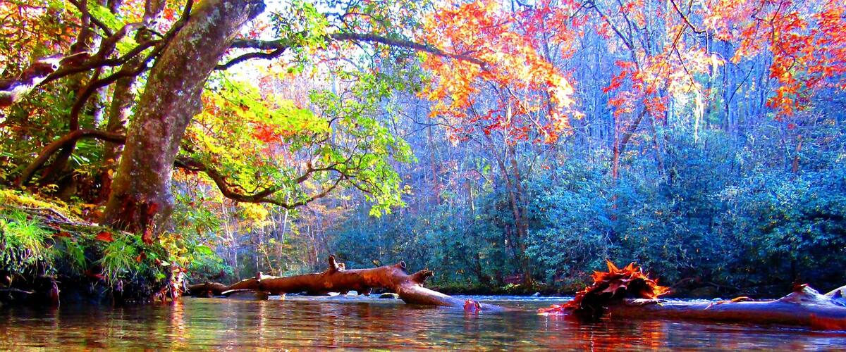 A river with a fallen tree and a canoe.