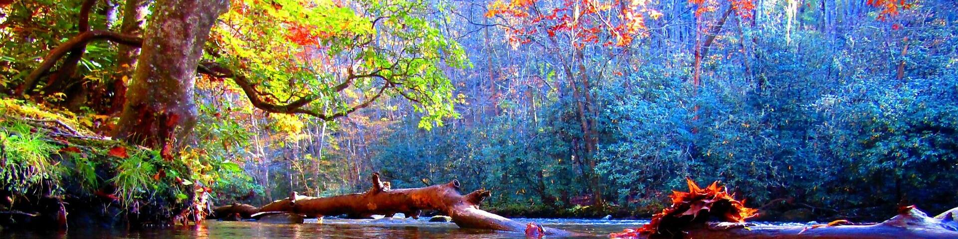 A river with a fallen tree and a canoe.