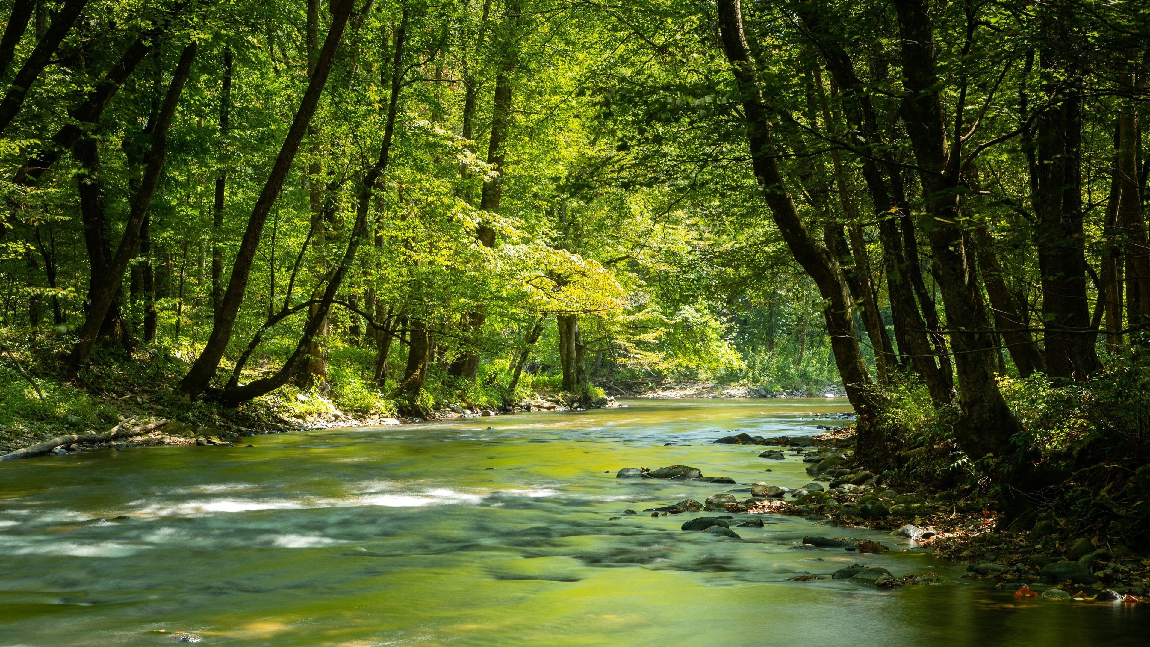 A river flowing through a dense forest with sunlight filtering through the trees.