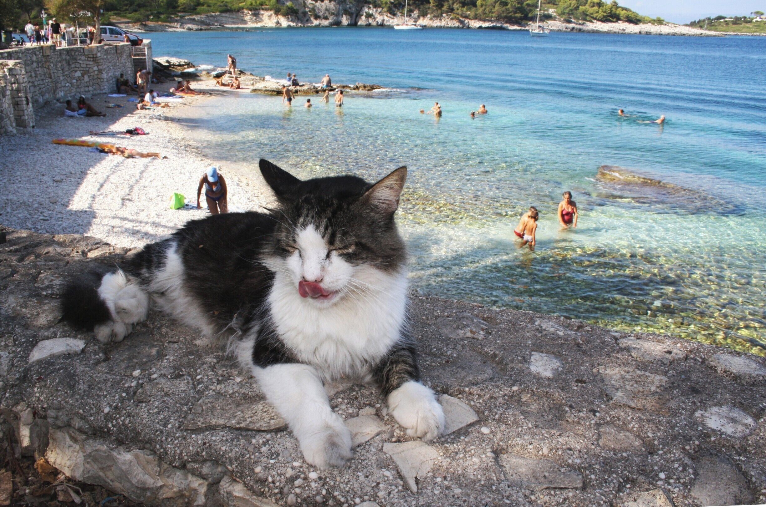 A beach with clear water, people swimming, and a cat on a stone ledge.