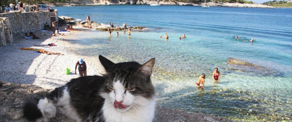 A beach with clear water, people swimming, and a cat on a stone ledge.