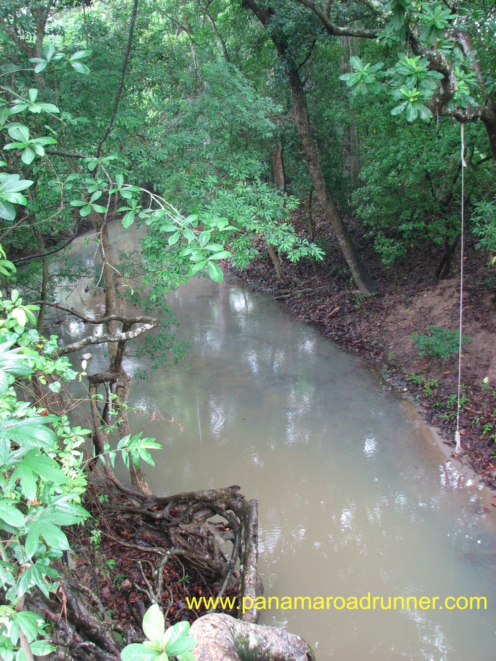 We visited a small farm near Penenome with this stream on it.  The stream fed a little reservoir where the owners had been growing shrimp. 