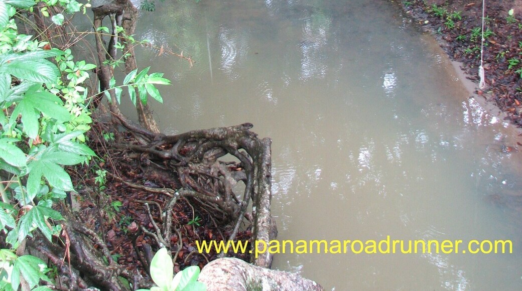 We visited a small farm near Penenome with this stream on it. The stream fed a little reservoir where the owners had been growing shrimp.