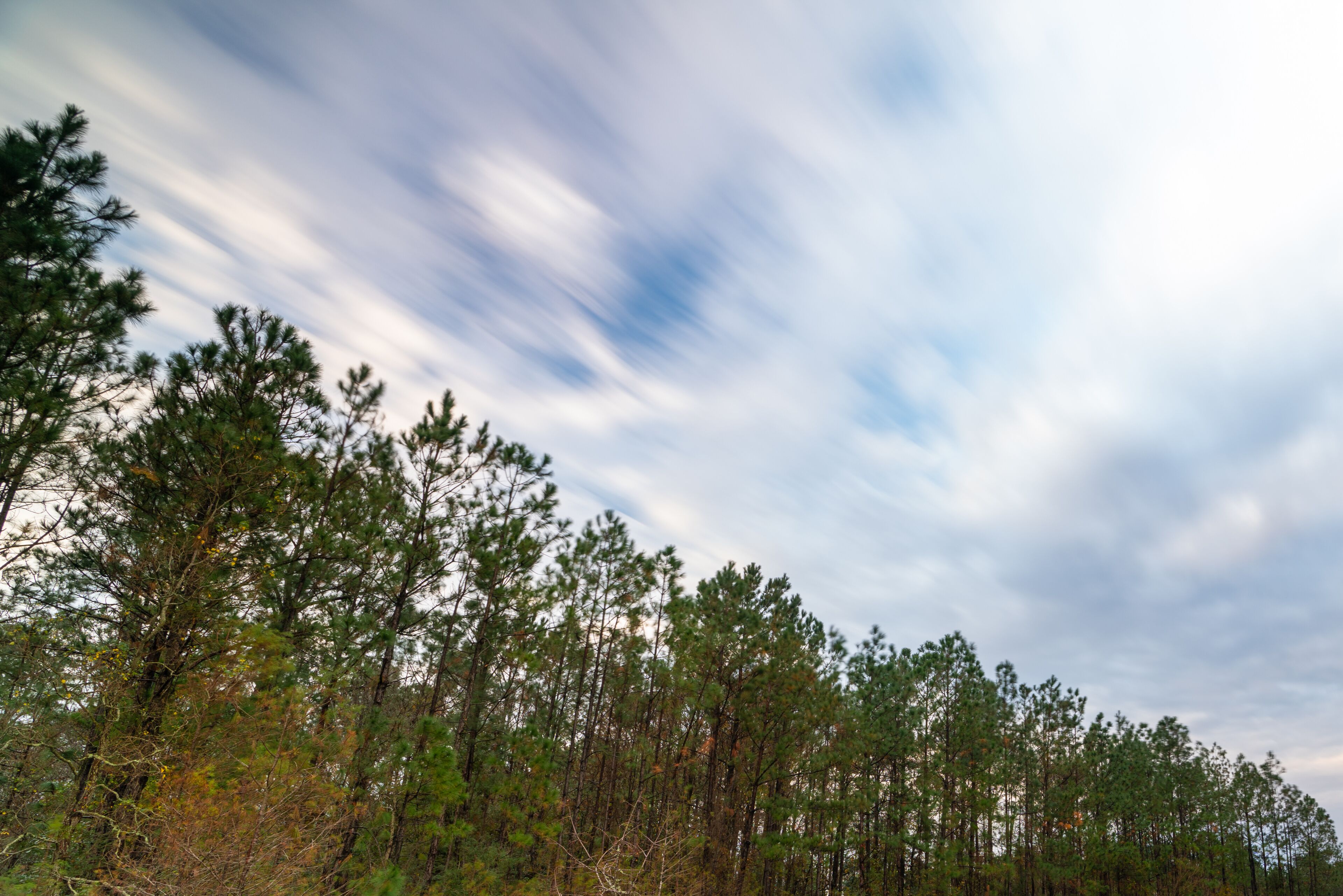 A forest of tall pine trees under a cloudy sky.