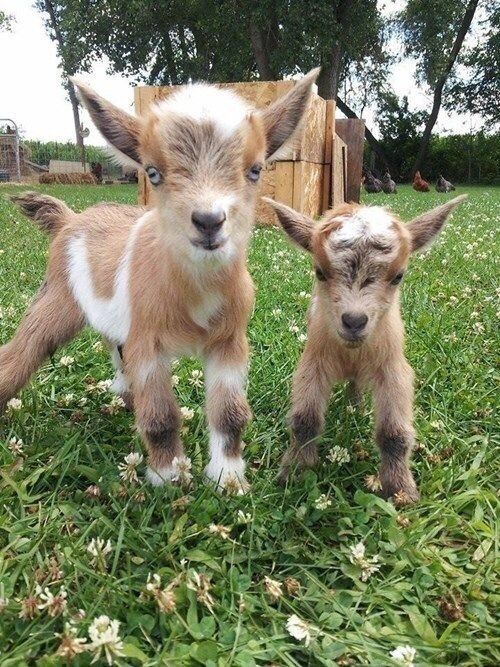 Baby Goats