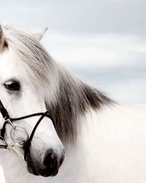 beautiful horse