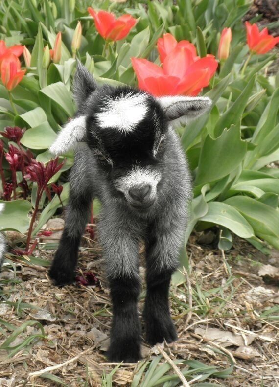 Baby Goat