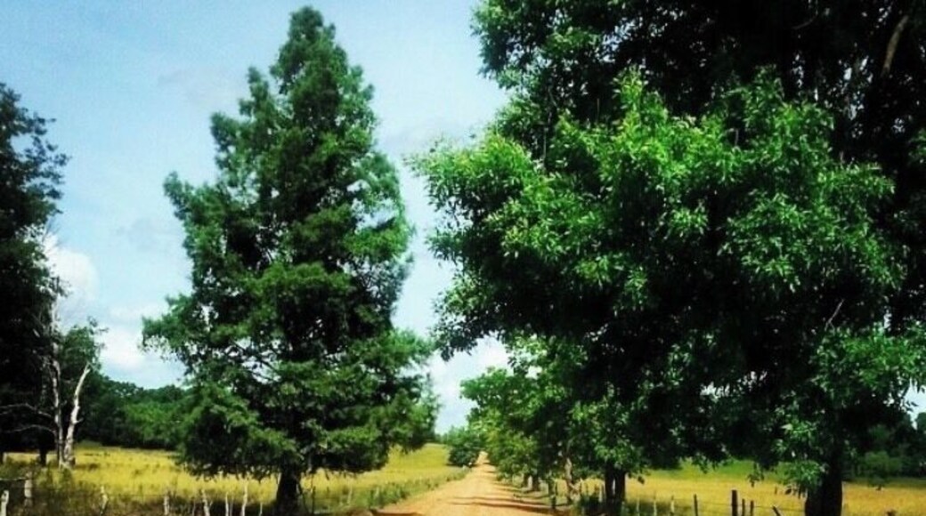 Nothing like hittin a #DirtRoad #NoxubeeRefuge #CollegeDays #OnTheRoad