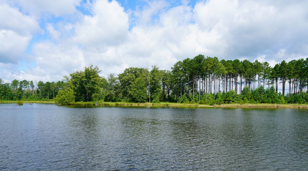 Lake view during summer near Starkville, MS