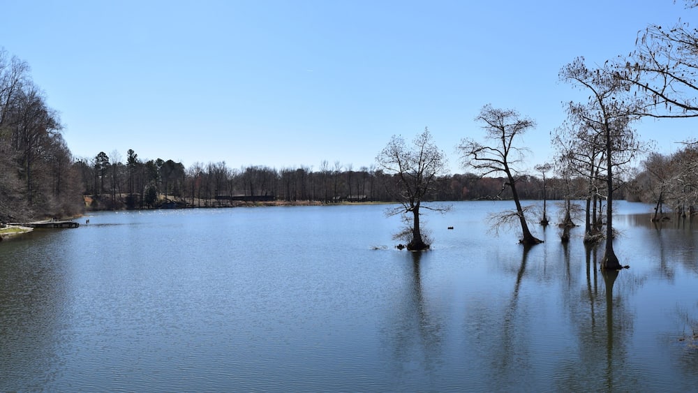 Cypress trees in Spring Lake in Wall Doxey State Park, Mississippi