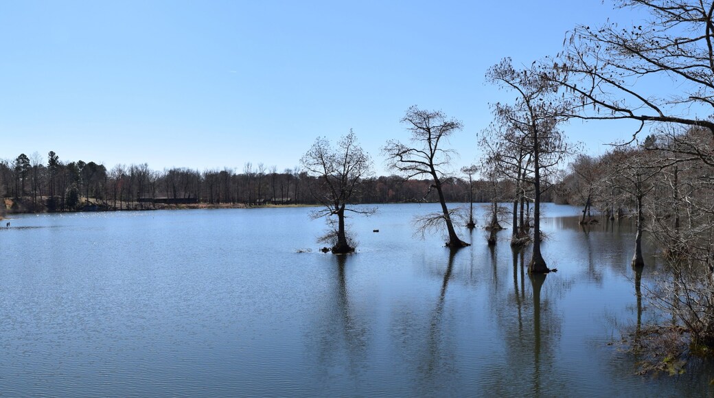 Cypress trees in Spring Lake in Wall Doxey State Park, Mississippi