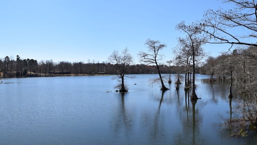 Cypress trees in Spring Lake in Wall Doxey State Park, Mississippi