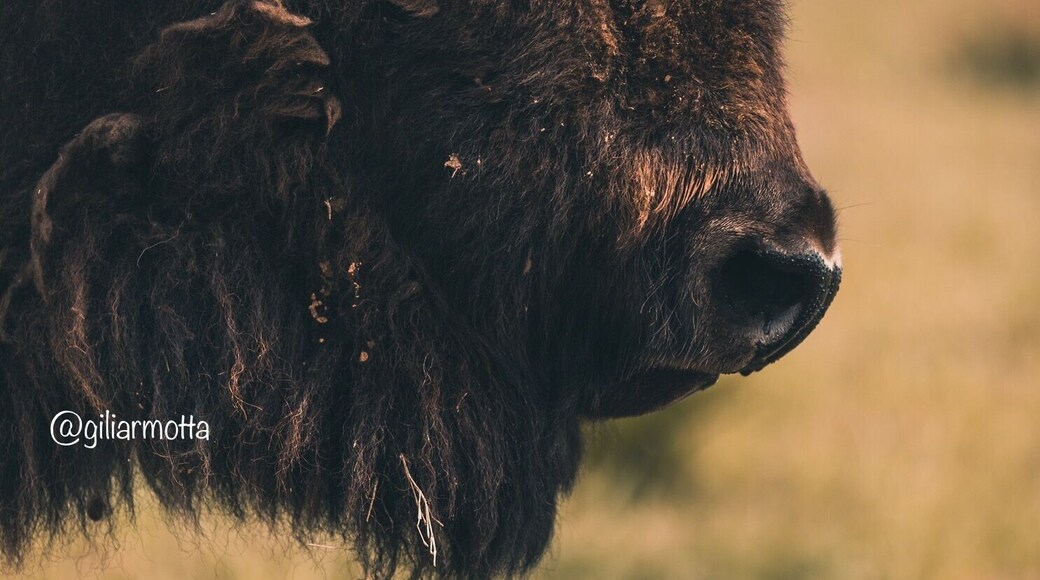Buffalo at Tupelo Buffalo Park Tupelo, Mississippi.