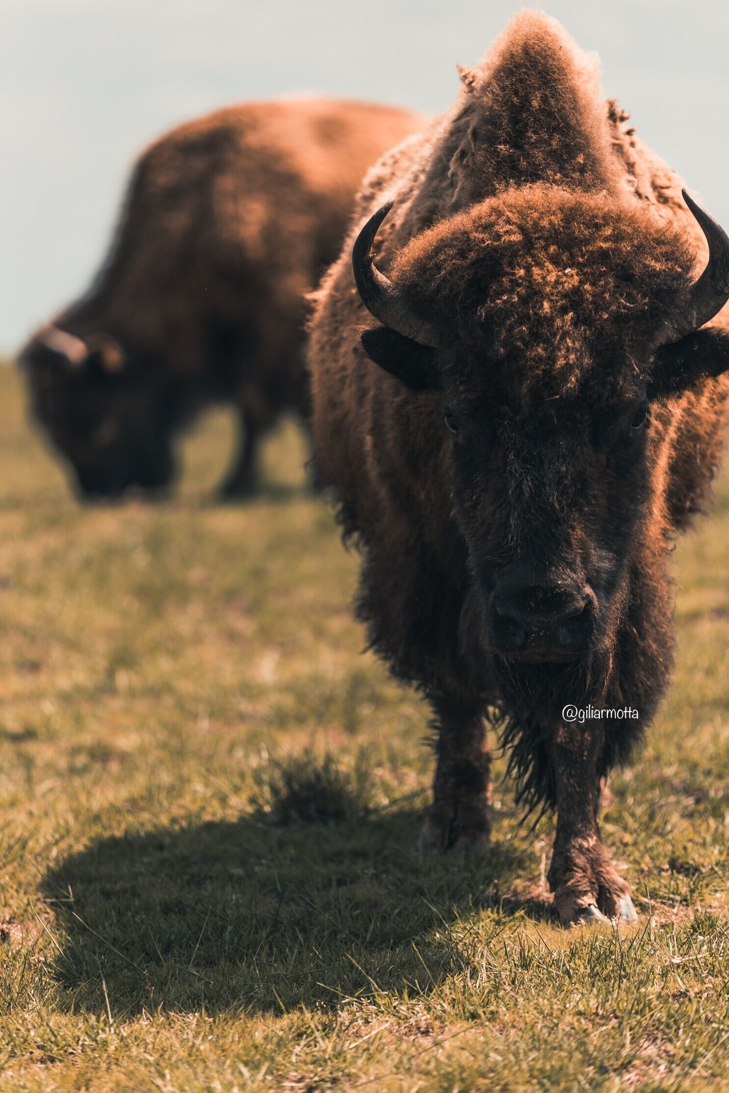 Buffalo at Tupelo Buffalo Park