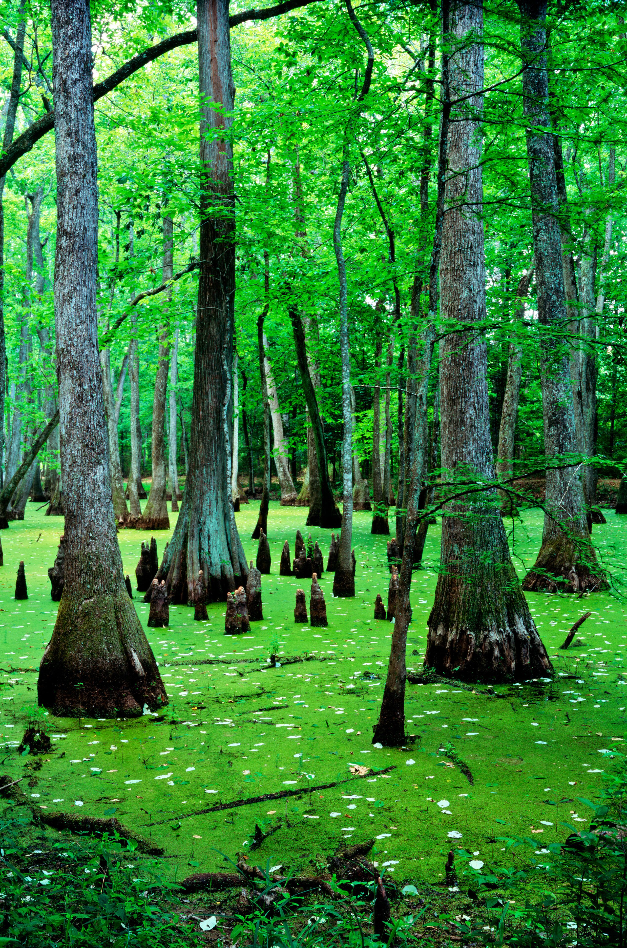 Water Tupelo trees and Bald Cypress trees in swamp habitat on the Natchez Trace Parkway. N.E. of Jackson, Mississippi, USA