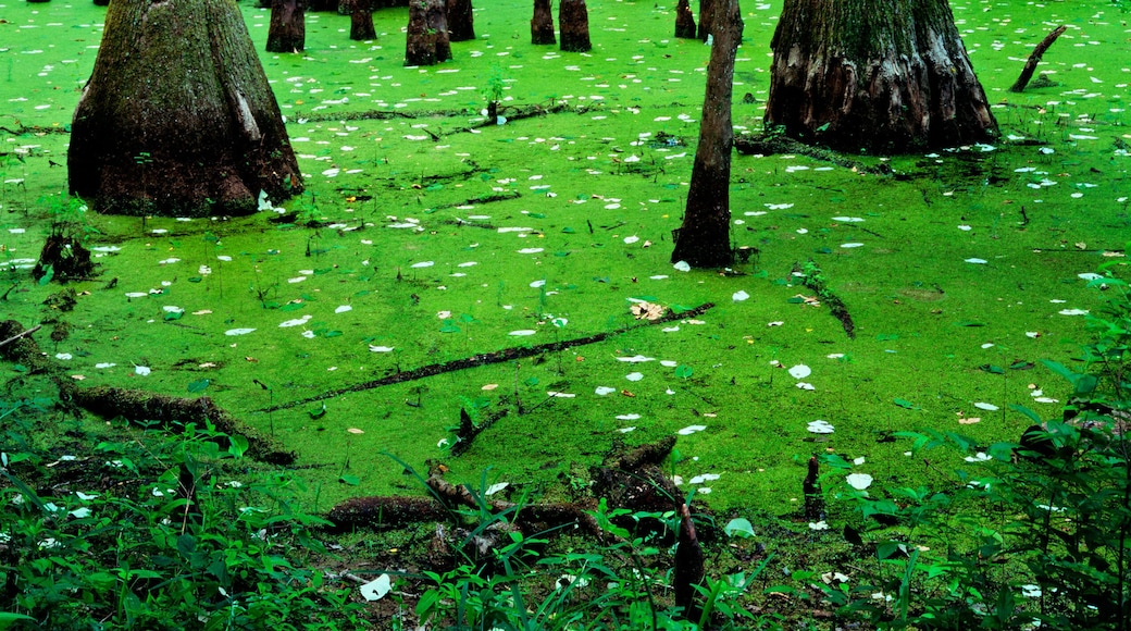 Water Tupelo trees and Bald Cypress trees in swamp habitat on the Natchez Trace Parkway. N.E. of Jackson, Mississippi, USA