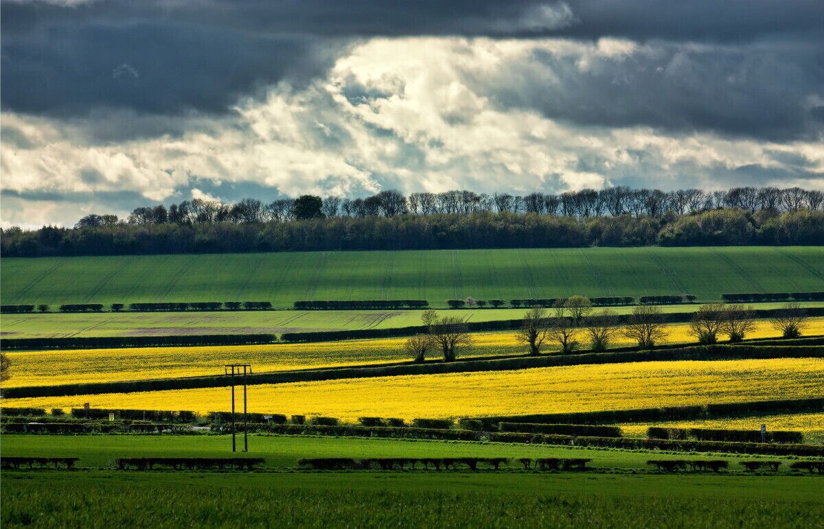 Swanland Hill IMG_2945