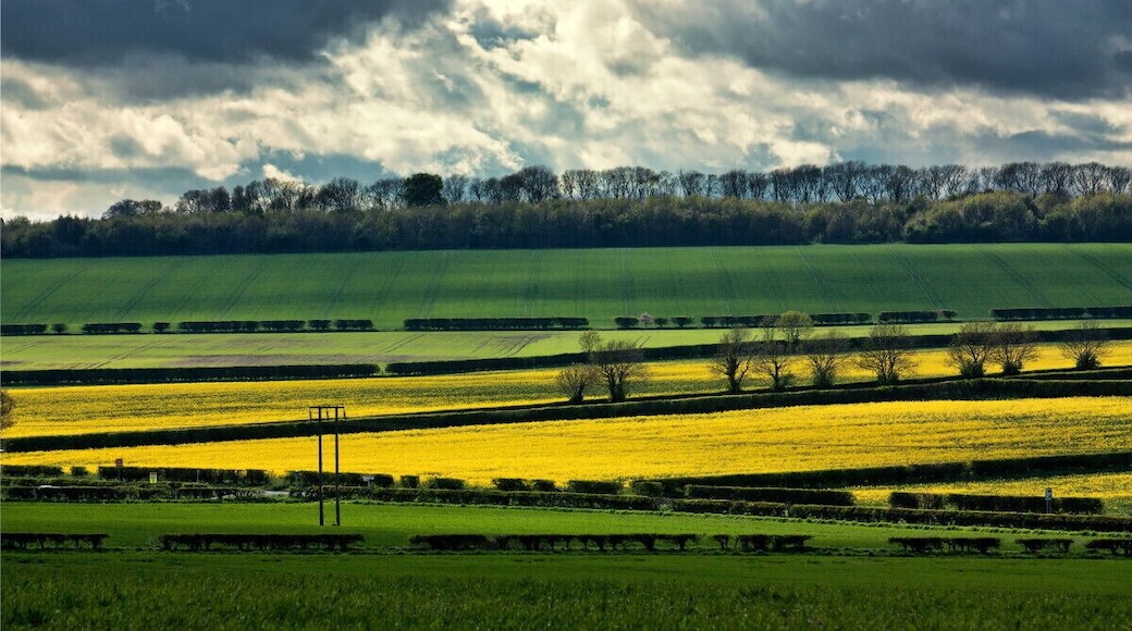 Swanland Hill IMG_2945