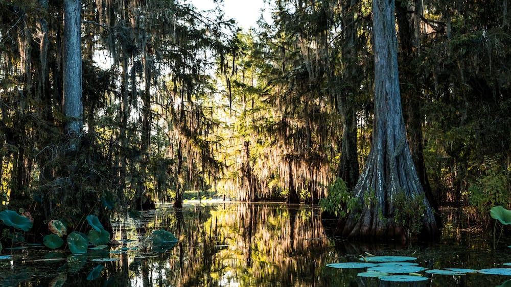 Inside The Bayou