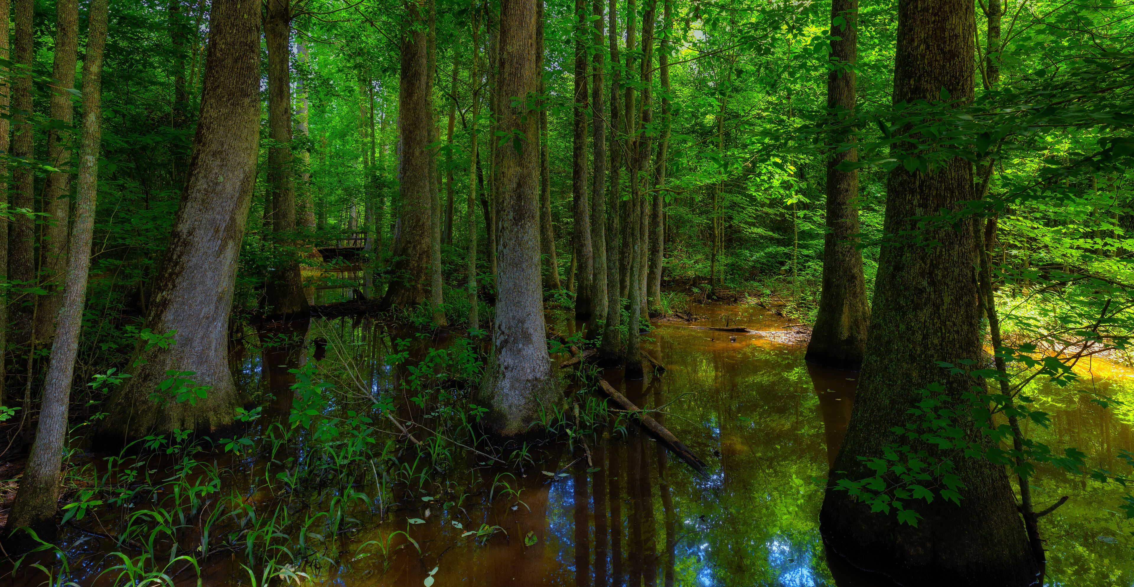 Swamp along the Natchez Trace Parkway in Mississippi