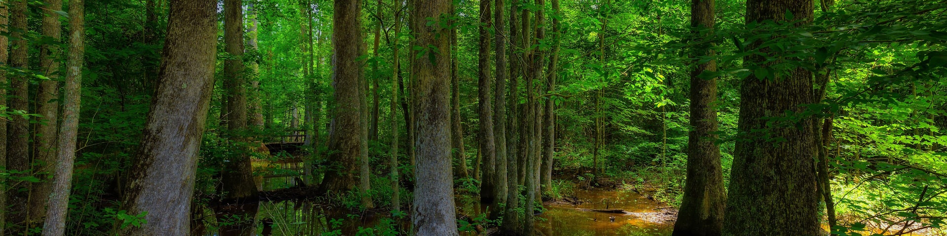 Swamp along the Natchez Trace Parkway in Mississippi