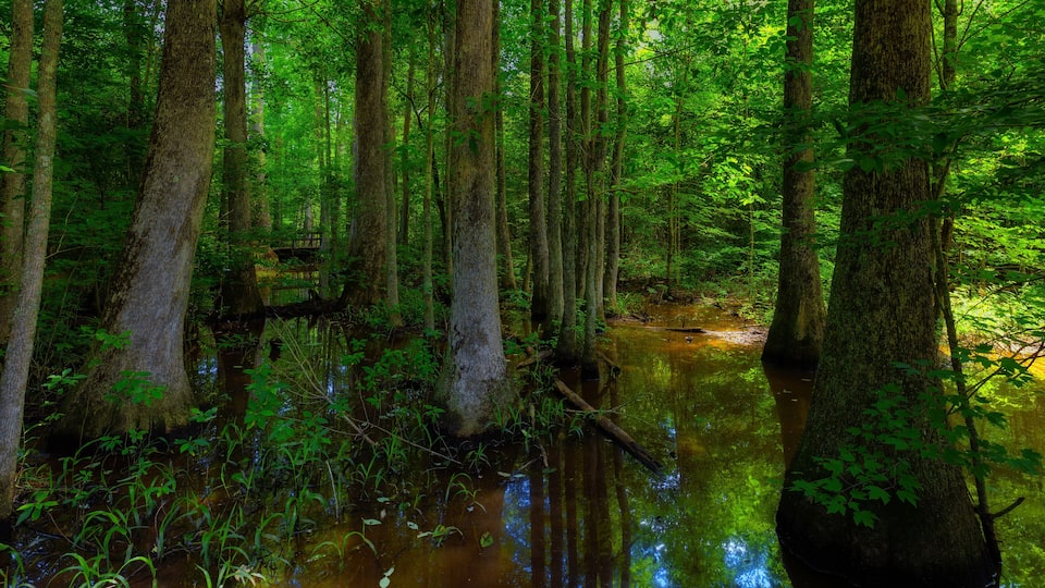 Swamp along the Natchez Trace Parkway in Mississippi