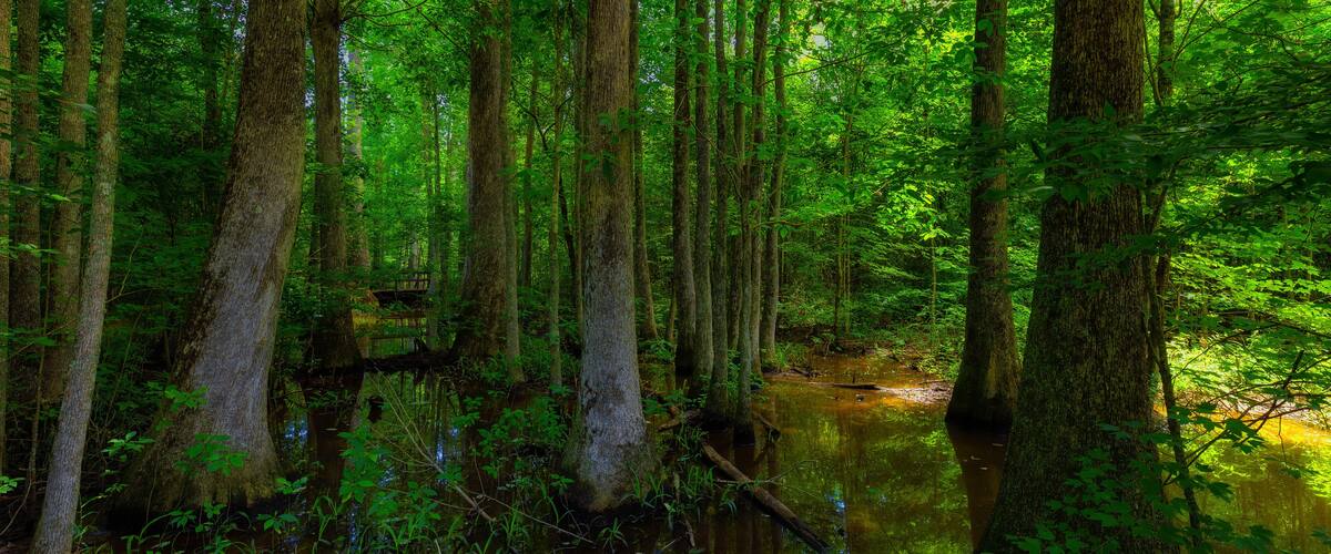 A dense forest with tall trees and a small stream.