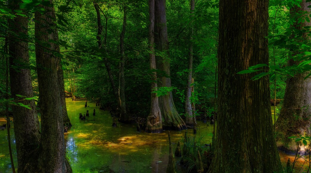 North Jackson – Ridgeland