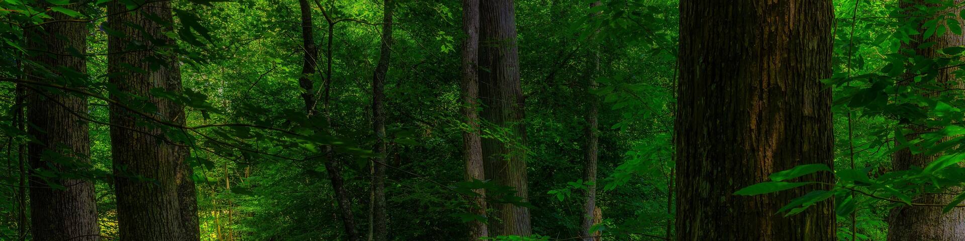 Swamp along the Natchez Trace Parkway in Mississippi