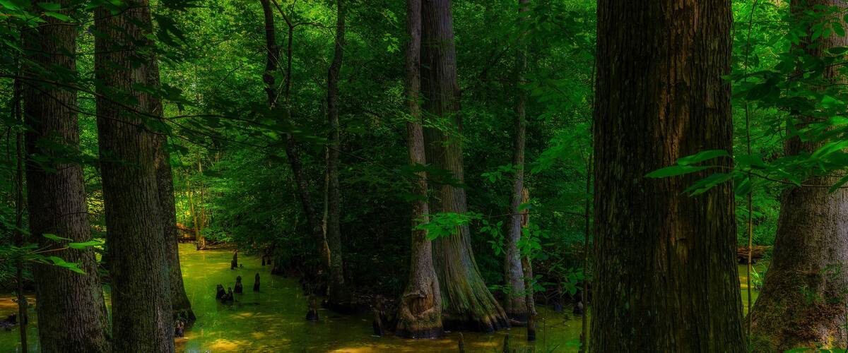 A swampy forest with tall trees and a small water body.