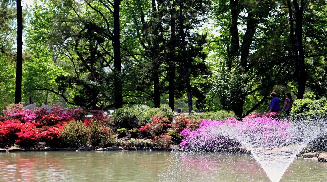 The park is lovely, with a great playground for the kids, so it is a nice place to visit year round.
Heights Park hosts an azalea festival every April and that is my favorite time in the park. The festival has included in the past; a plant sale from a local grower, buggy rides, art show, and even an orchestra. Snowcones and other treats are available. It is a great place to spend a day with family and friends.