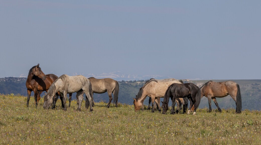 Wild Horses in the pryor Mountains Montana in Summer