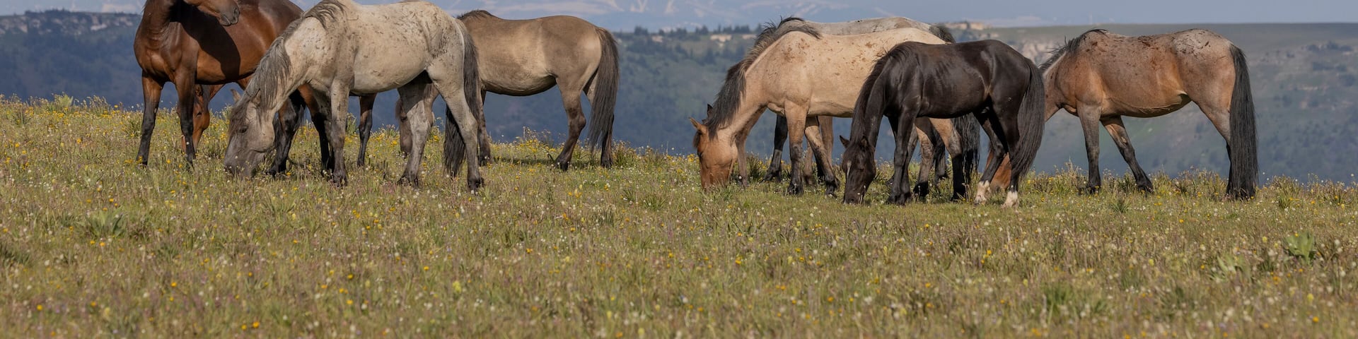 Wild Horses in the pryor Mountains Montana in Summer