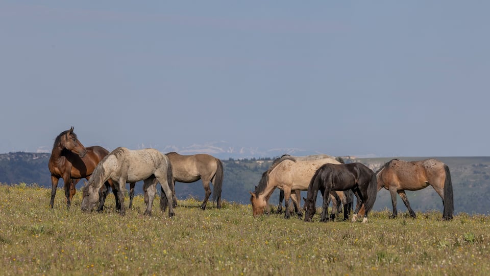 Wild Horses in the pryor Mountains Montana in Summer