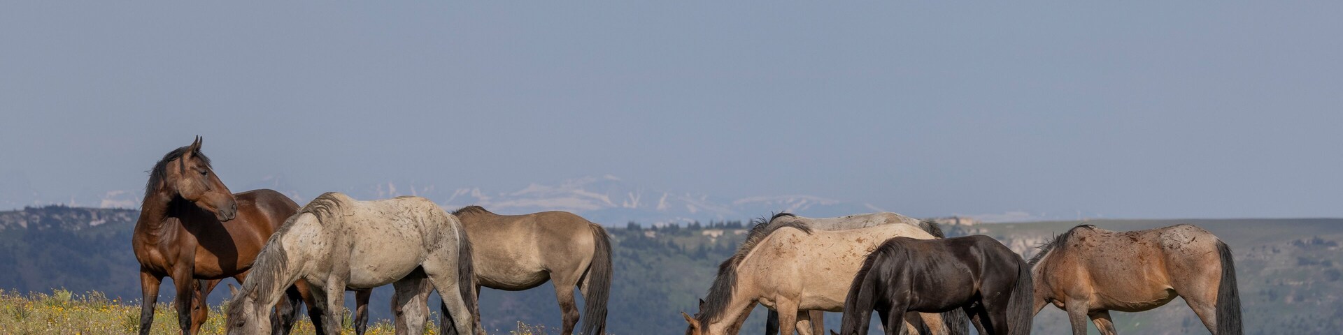Wild Horses in the pryor Mountains Montana in Summer