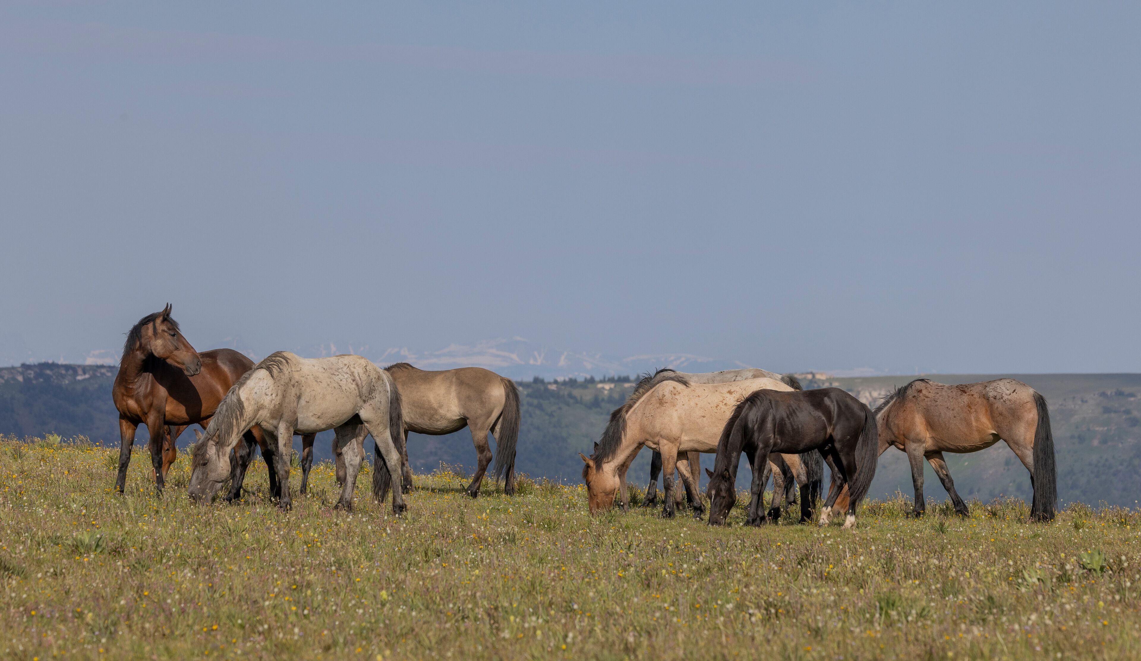 A herd of horses grazing in a field with a mountainous backdrop.