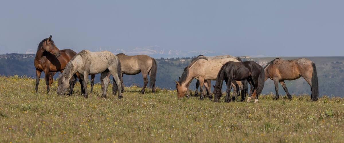 A herd of horses grazing in a field with a mountainous backdrop.