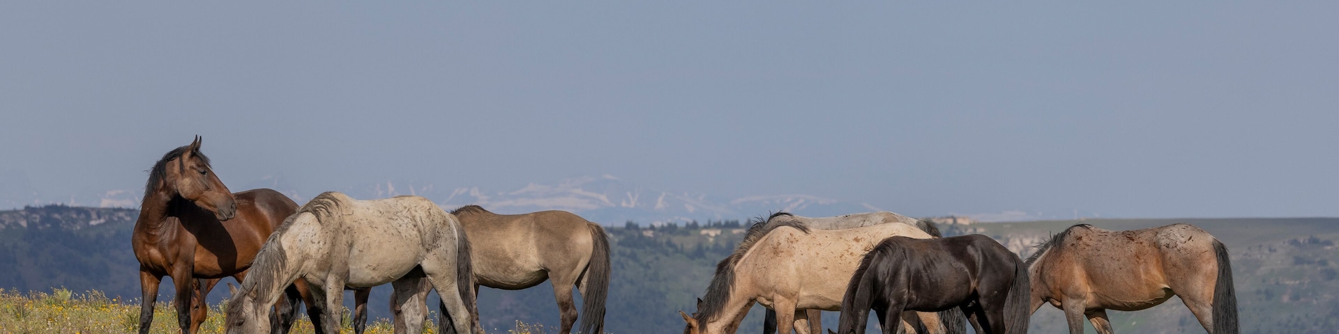 A herd of horses grazing in a field with a mountainous backdrop.