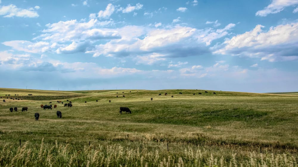A grassy field with cows grazing under a partly cloudy sky.