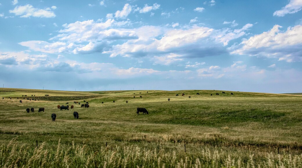 Rural landscape in Colorado, USA. Fields and grazing herds of cows
