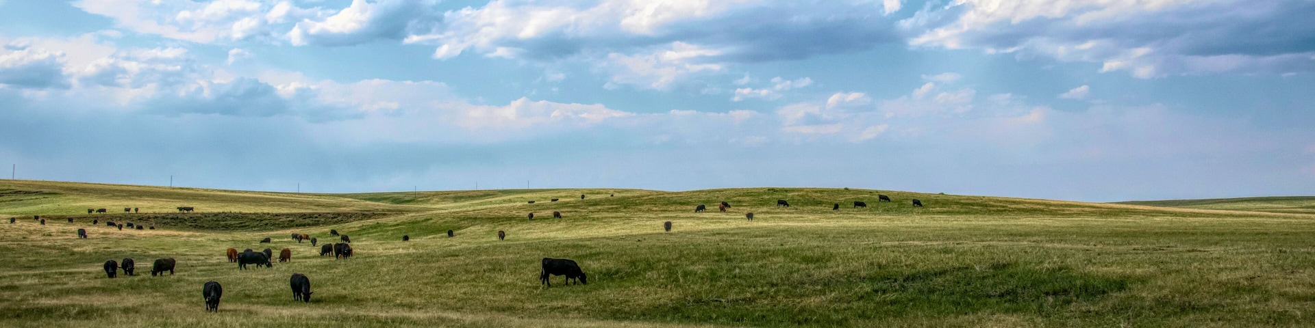 Un champ verdoyant où des vaches paissent sous un ciel partiellement nuageux.