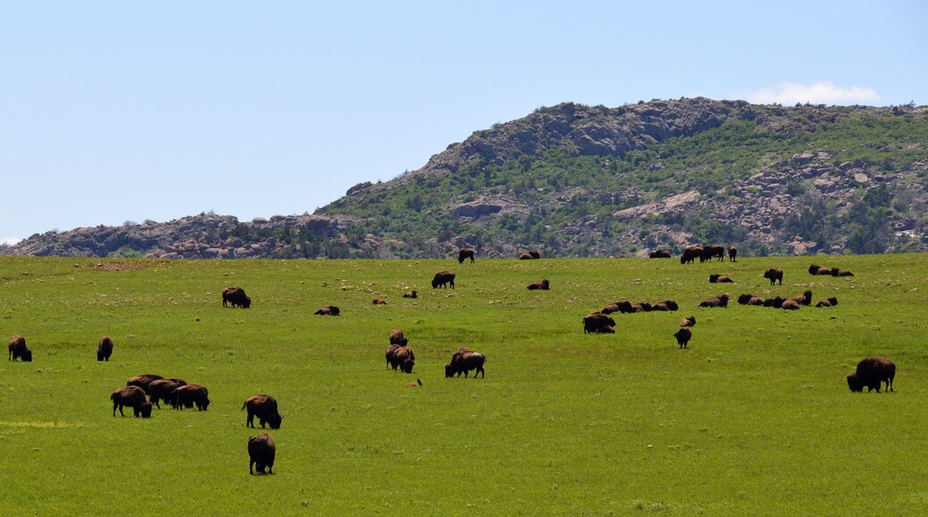 Herd of Bisons in the Wichita Mountains OK (USA)