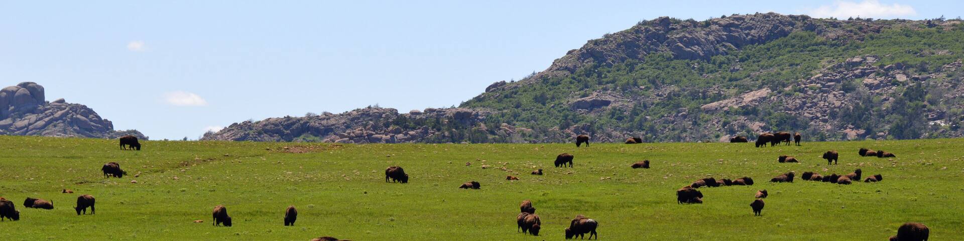 Herd of Bisons in the Wichita Mountains OK (USA)