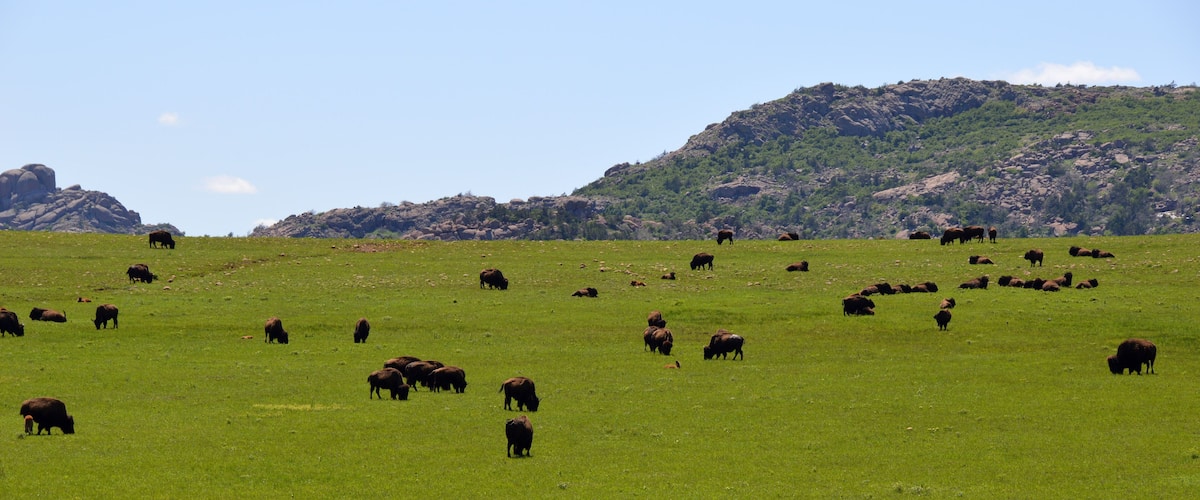 A herd of bison grazing in a grassy field with a mountainous backdrop.
