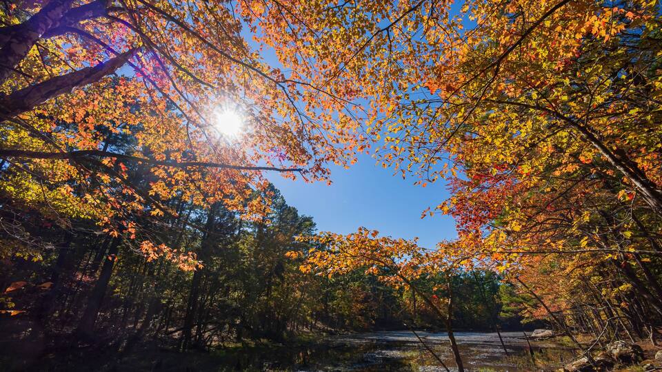 A forest with autumn foliage and a stream.