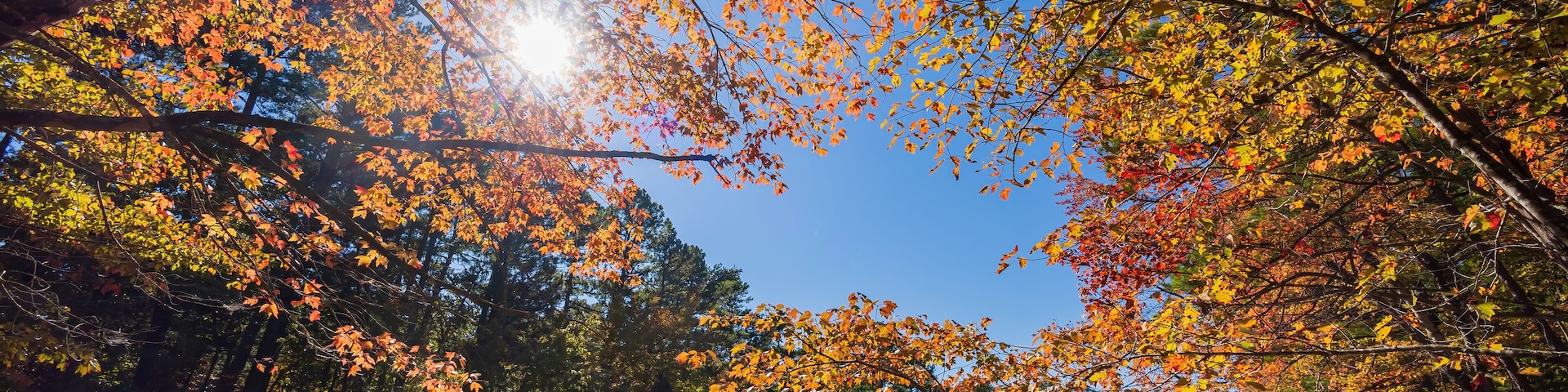 Nature autumn fall color of Robbers Cave State Park