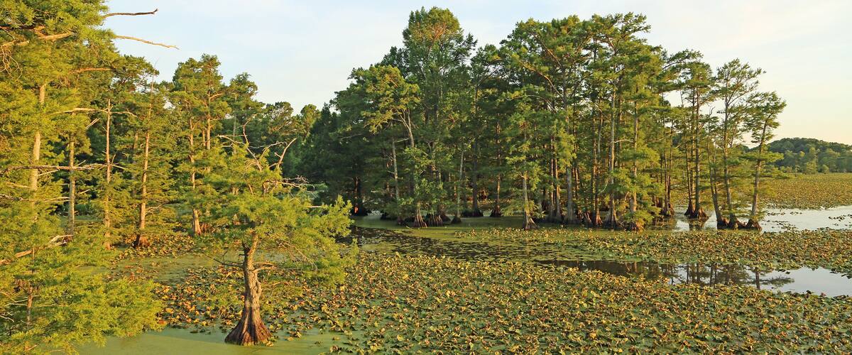 Vegetation on Reelfoot Lake - Tennessee