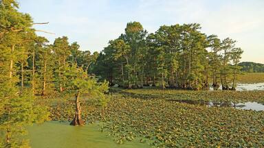 Vegetation on Reelfoot Lake - Tennessee